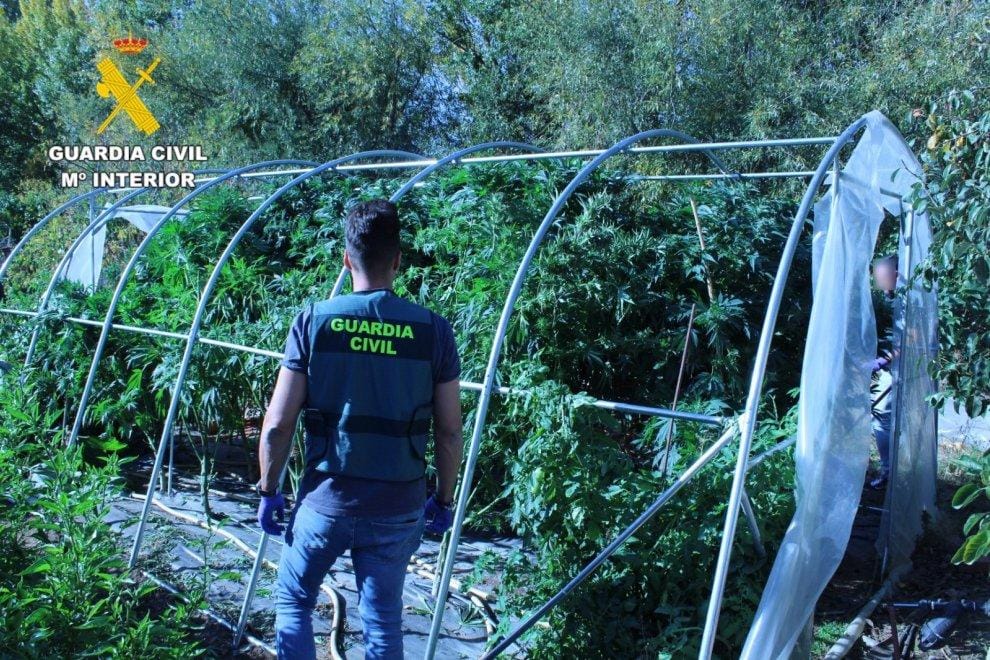 Plantación de marihuana del alcalde del PP en Villar del Humo (Cuenca). Foto: Guardia Civil