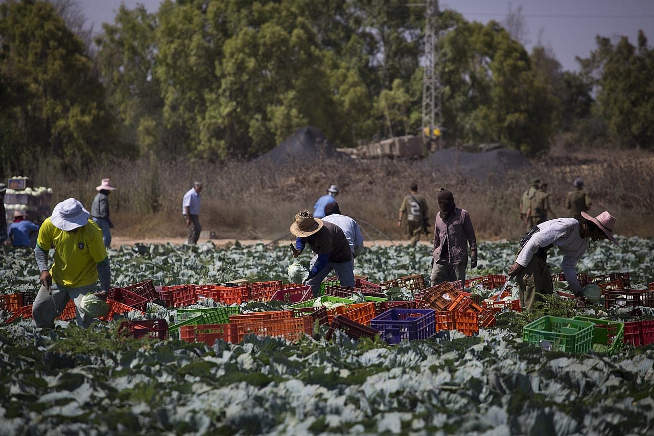 Trabajadores migrantes labran un campo cerca de la frontera de Gaza, 16 de julio de 2014. Foto: Oren Ziv/ActiveStills