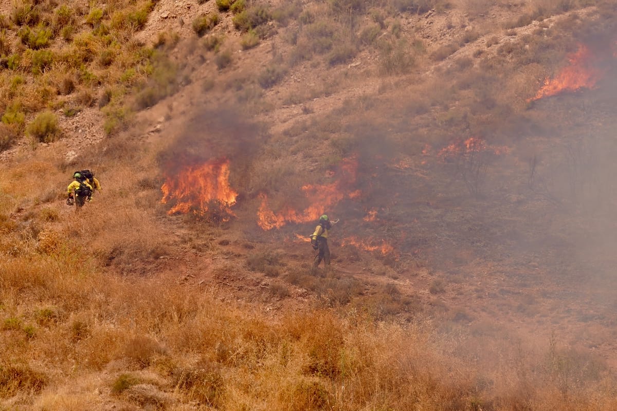 La masa forestal en el Estado español ha crecido un 63% desde 1960