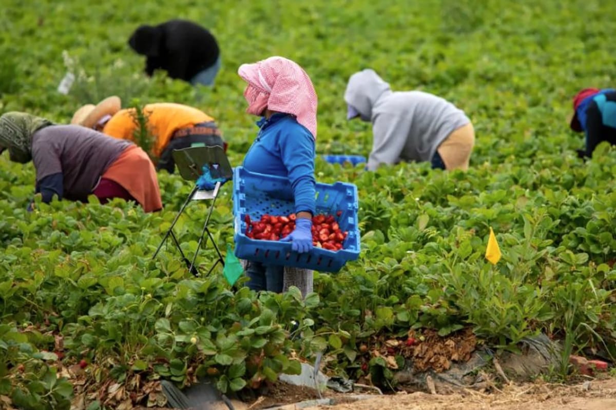 Imagen de archivo de trabajadores recogiendo fresas. Foto: dgcs.unam.mx