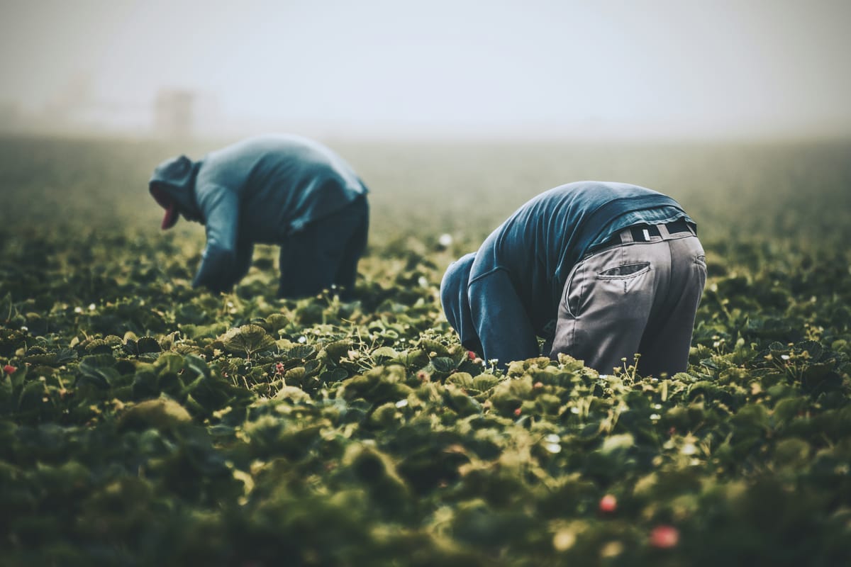 Imagen de archivo de personas trabajando en la recogida de la fresa. Foto: Tim Mossholder/Unsplash