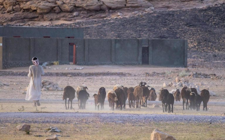 Un pastor con su ganado en el desierto iraquí. Foto: Shutterstock-Wirestock Creators