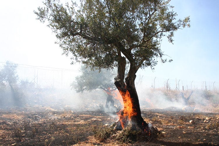 Olivos ardiendo en Cisjordania. Foto: vía @davenewworld_2 (X)