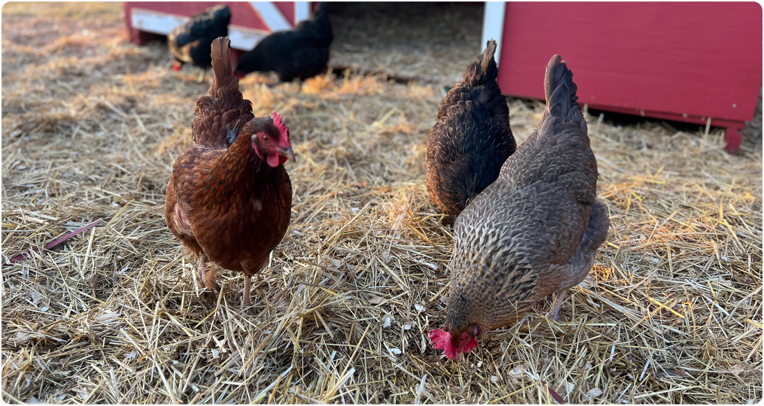 Crece el alquiler de gallinas en EEUU ante la crisis del precio de los huevos