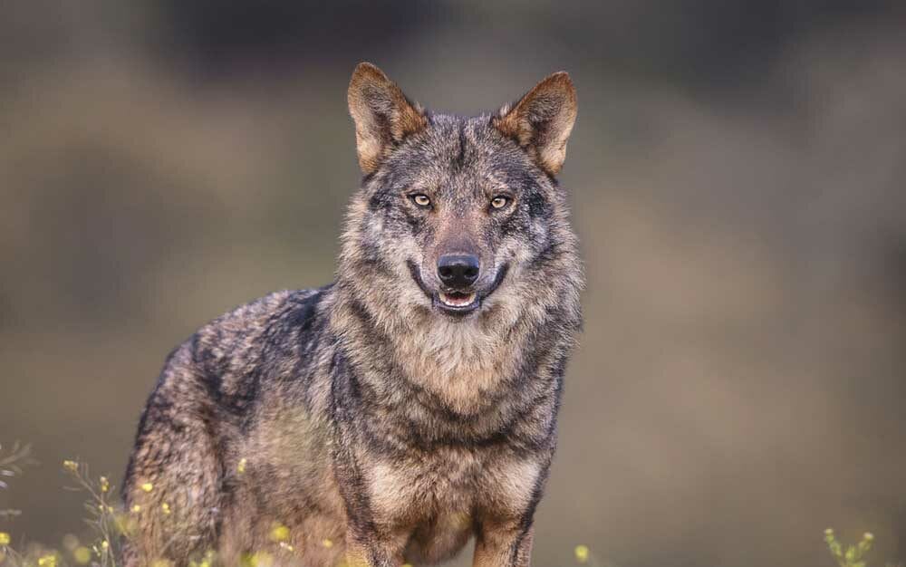 La Eurocámara aprueba reducir el nivel de protección del lobo en la UE