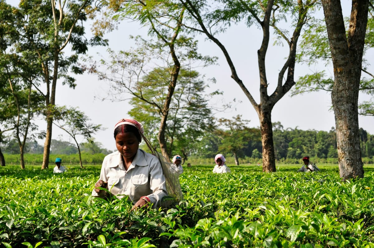 Más de 300 millones de trabajadores de la India se encuentran en condiciones de semiesclavitud